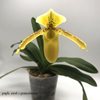 paphiopedilum exul X primulinum (2)
